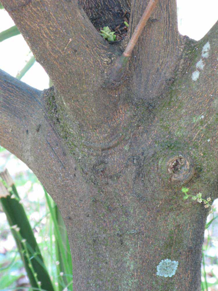            Bark (Winter Haven, FL)      